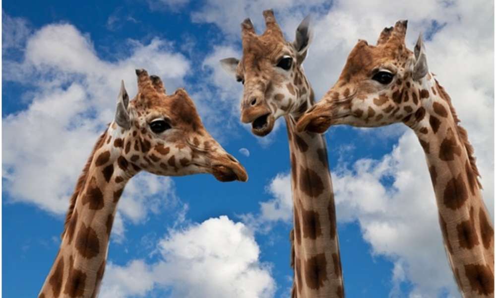Image of the head and necks of 3 giraffes against a bright blue sky with white clouds.